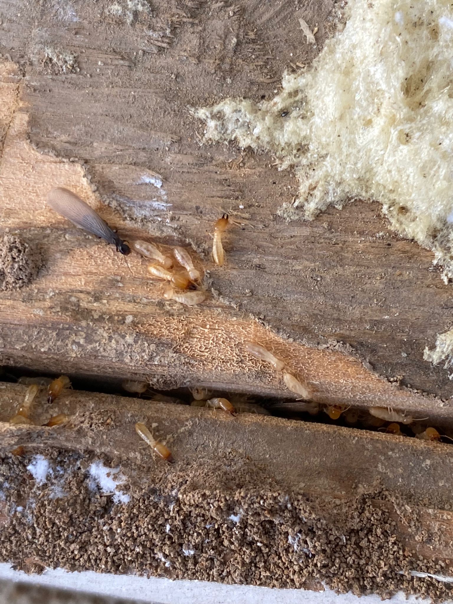 ejemplares de obreras y aladas de termitas 